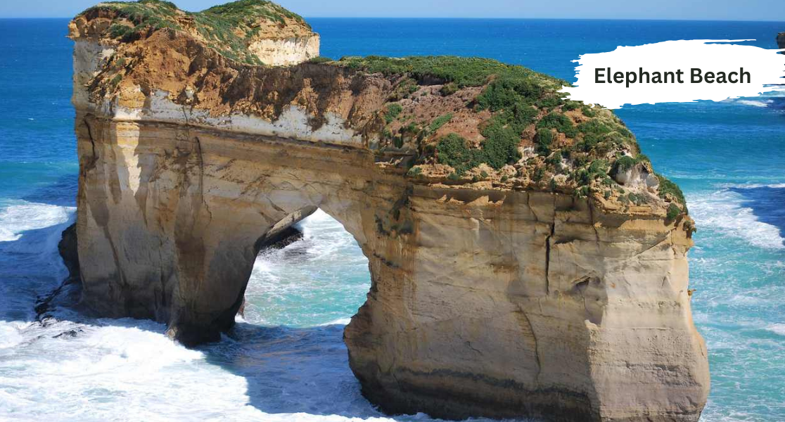 Book group tour packages from Cochin to Elephant Beach for a fun and memorable travel experience